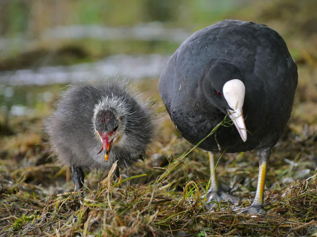 白骨顶(Fulica atra)