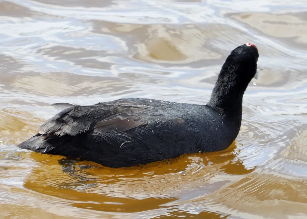 红瘤白骨顶(Fulica cristata)
