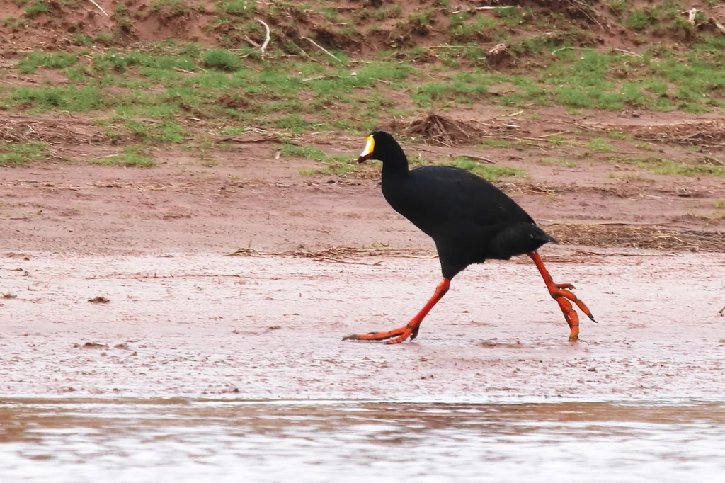 大骨顶(Fulica gigantea)