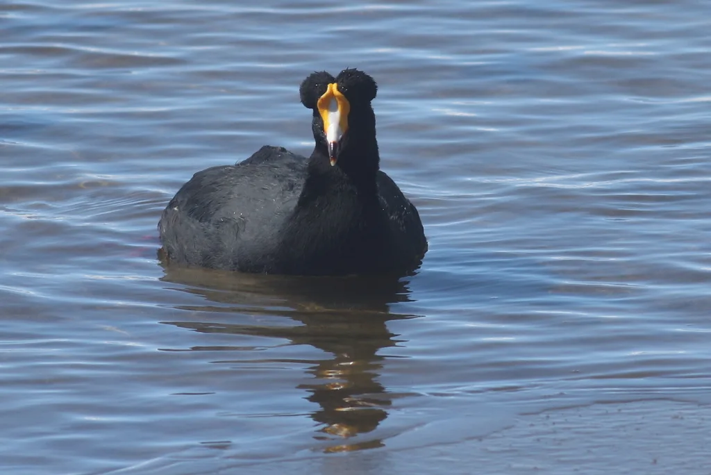 大骨顶(Fulica gigantea)