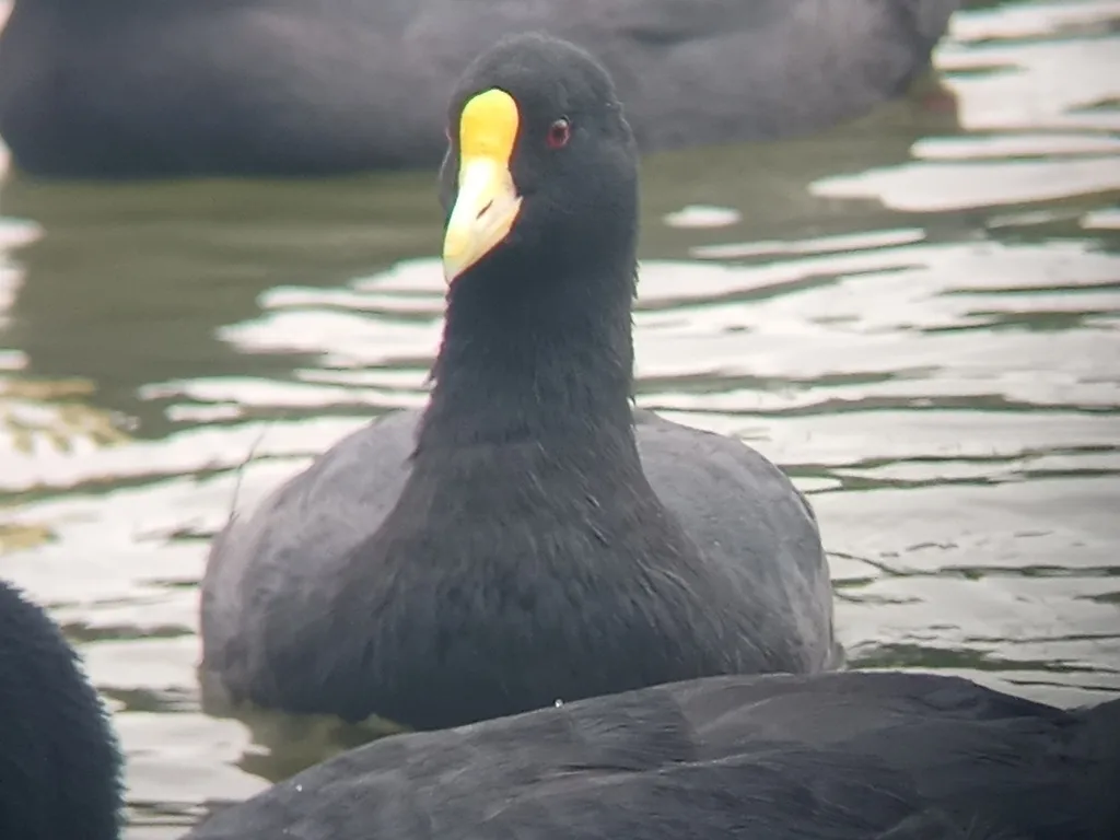 白翅骨顶(Fulica leucoptera)