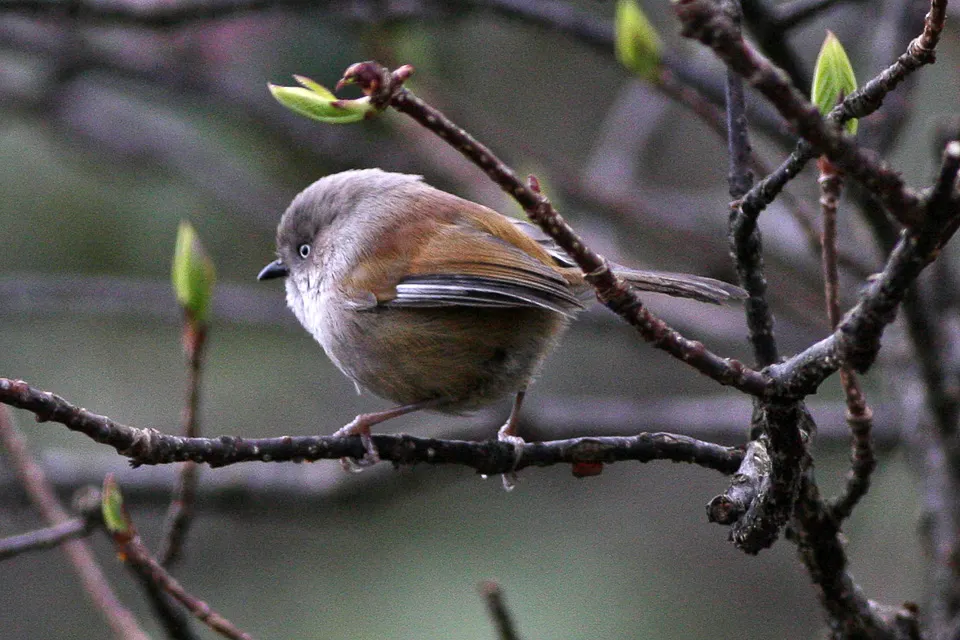 灰头雀鹛（Fulvetta cinereiceps）