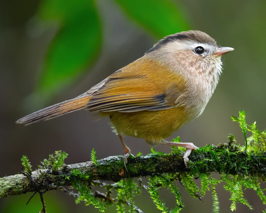 中南雀鹛(Fulvetta danisi)