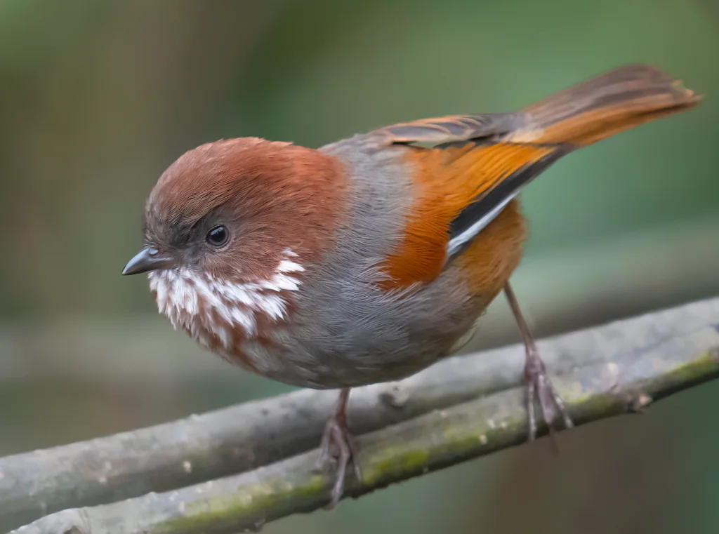 路德雀鹛(Fulvetta ludlowi)