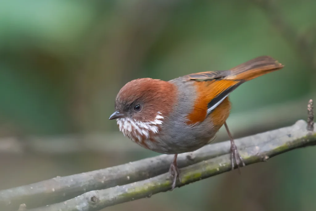 路德雀鹛(Fulvetta ludlowi)