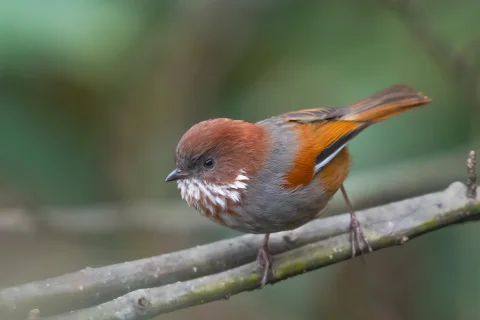 路德雀鹛