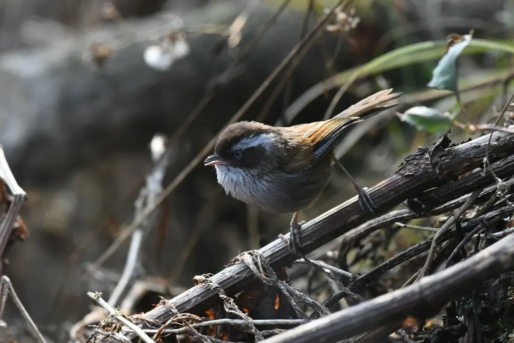 白眉雀鹛(Fulvetta vinipectus)