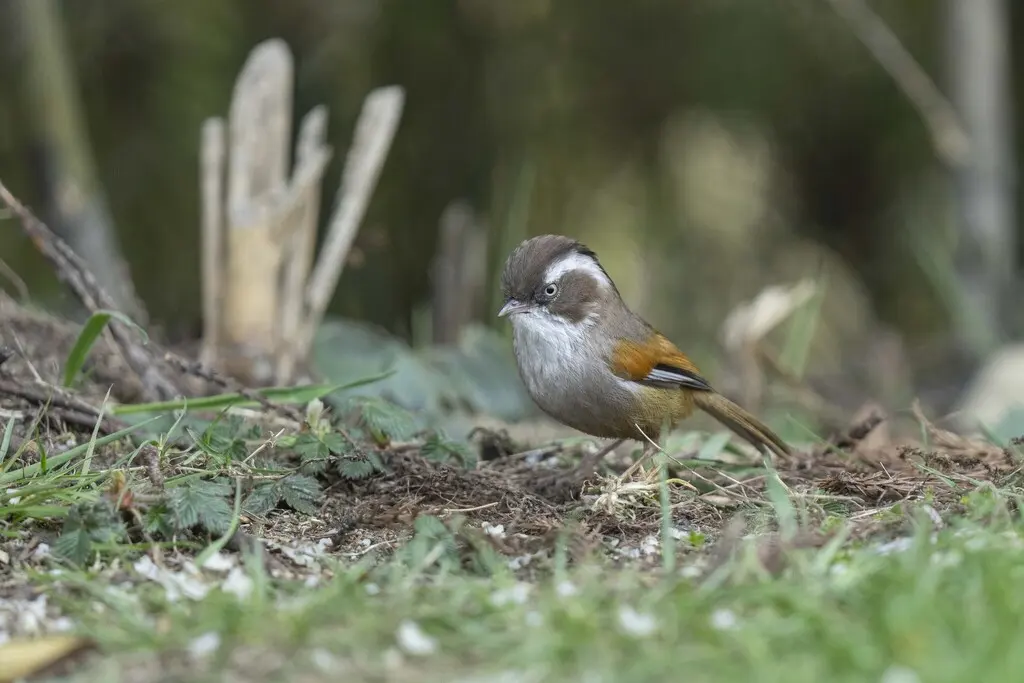 白眉雀鹛(Fulvetta vinipectus)