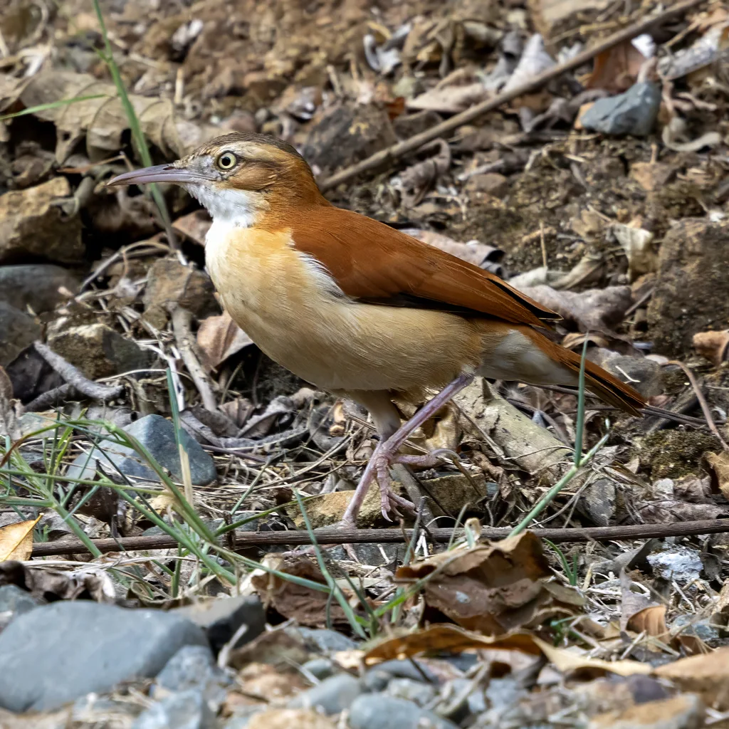 太平洋灶鸟(Furnarius cinnamomeus)