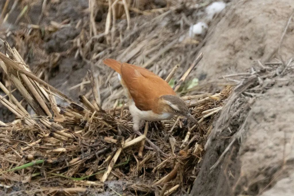 太平洋灶鸟(Furnarius cinnamomeus)