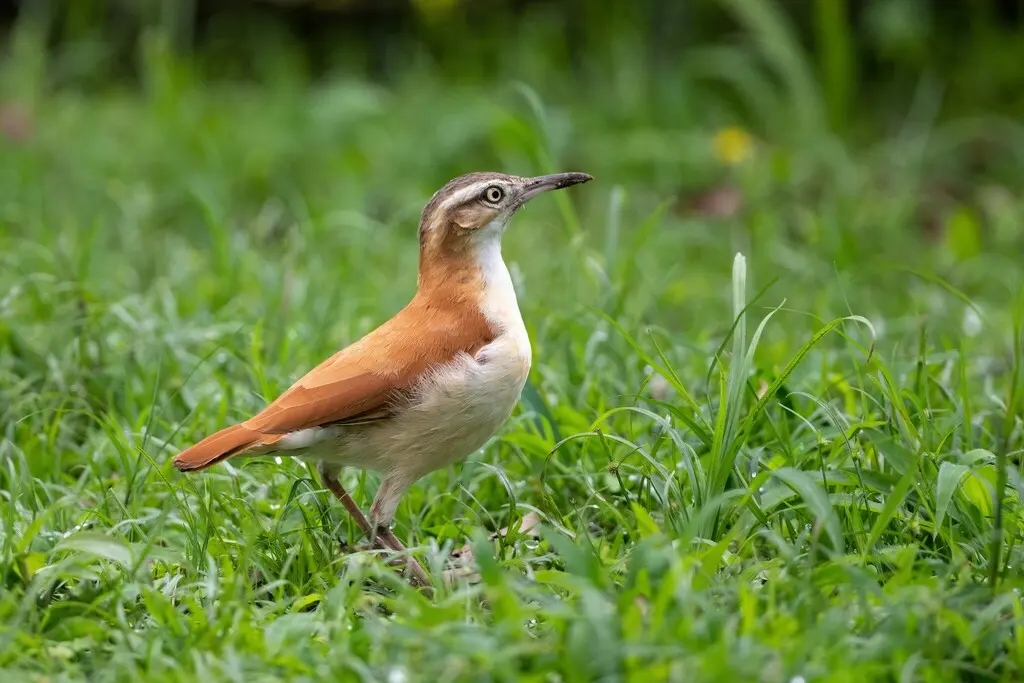 太平洋灶鸟(Furnarius cinnamomeus)
