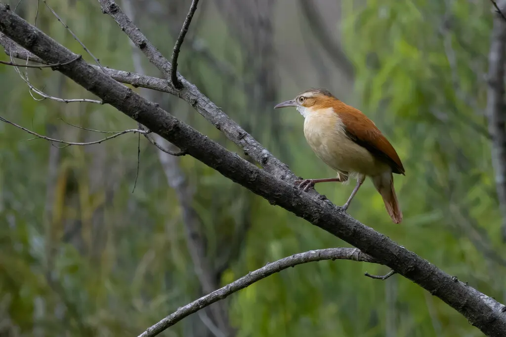 太平洋灶鸟(Furnarius cinnamomeus)