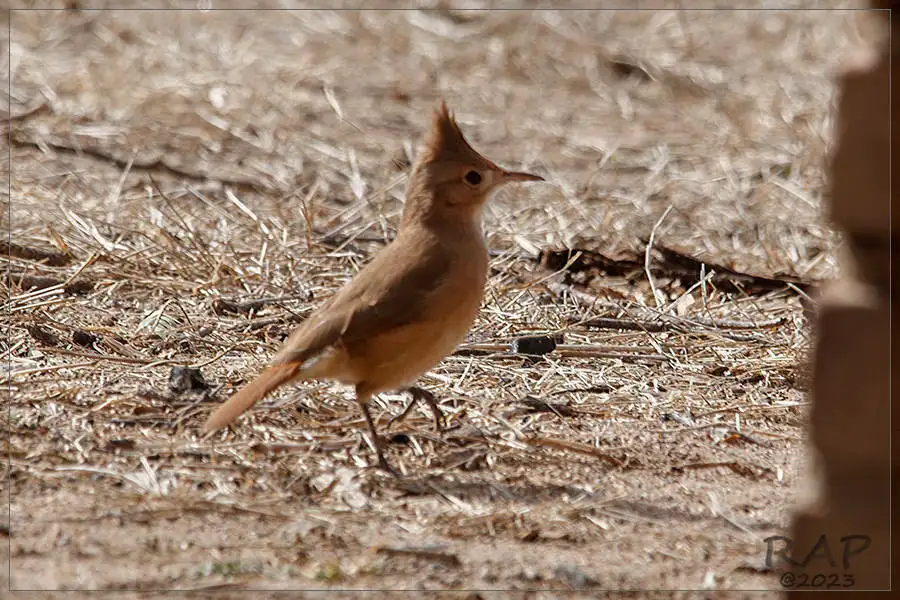 冠灶鸟(Furnarius cristatus)