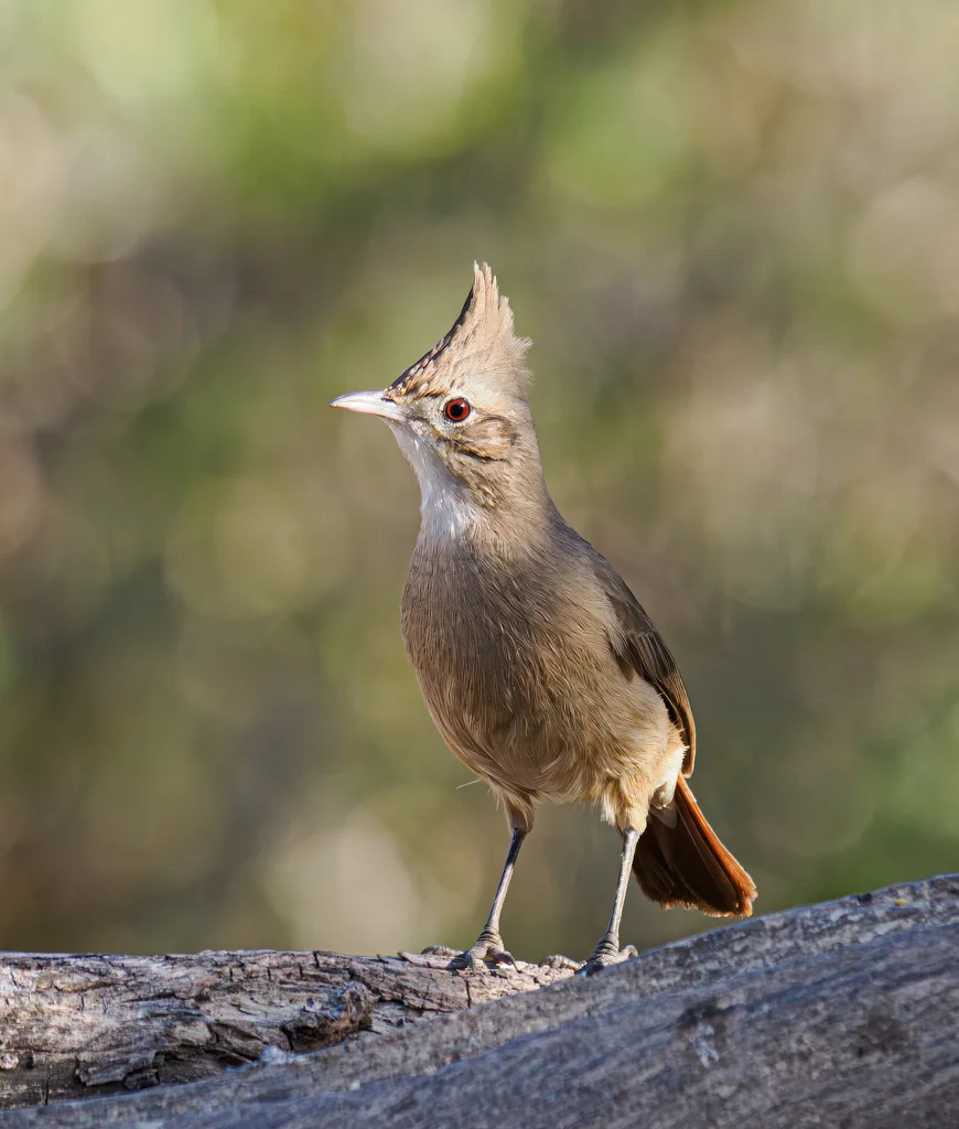 冠灶鸟(Furnarius cristatus)