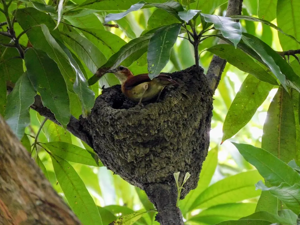 加勒比灶鸟（Furnarius longirostris）