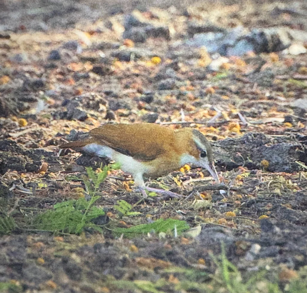加勒比灶鸟（Furnarius longirostris）