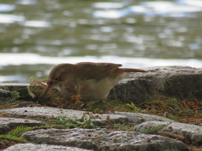棕灶鸟(Furnarius rufus)