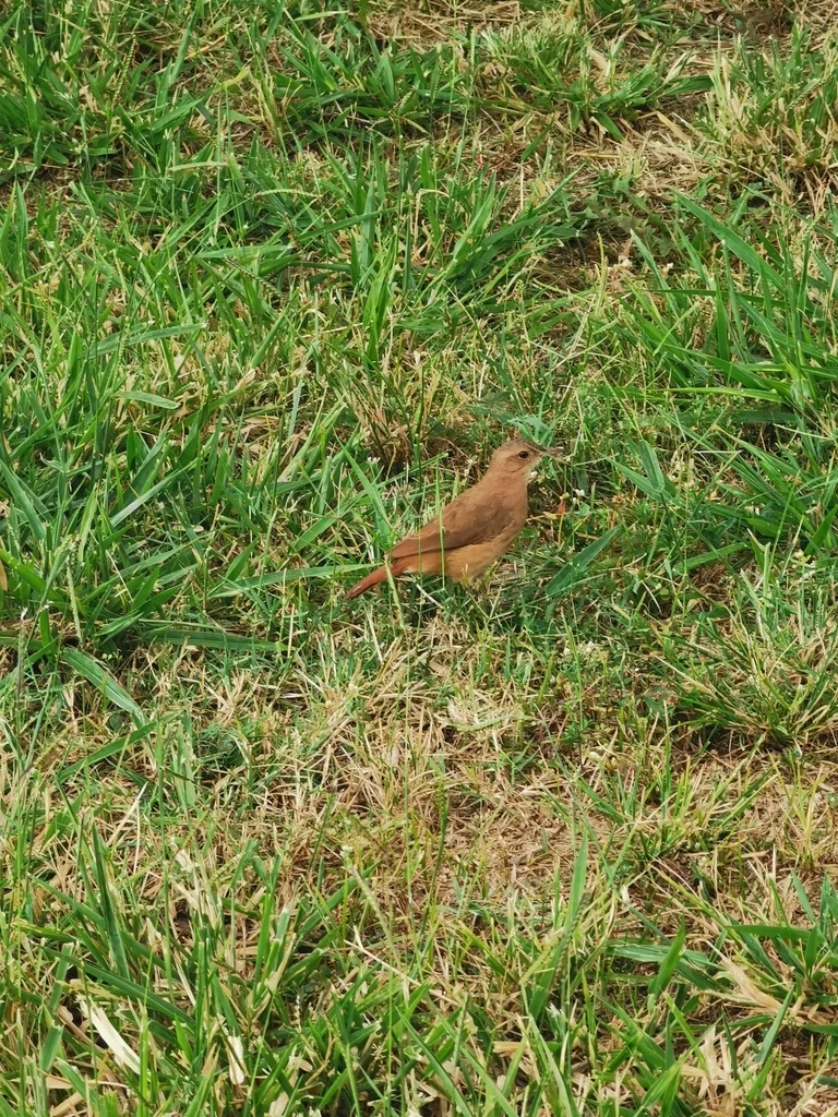 棕灶鸟(Furnarius rufus)