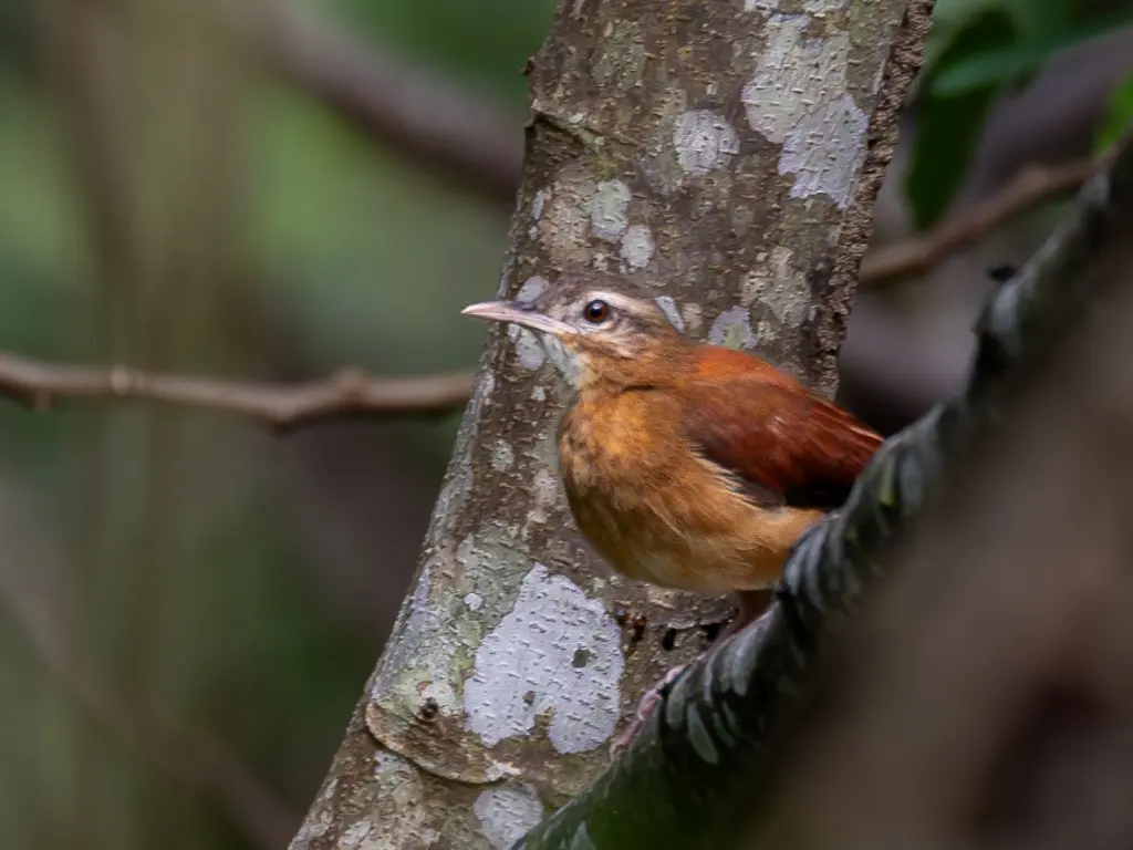 淡嘴灶鸟(Furnarius torridus)
