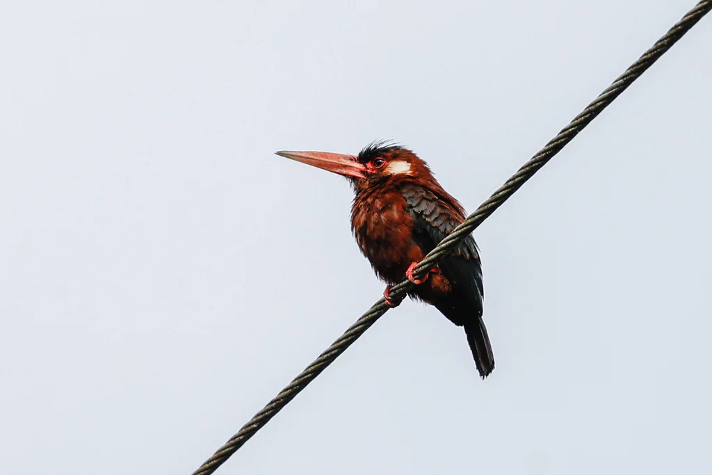 白耳鹟䴕(Galbalcyrhynchus leucotis)
