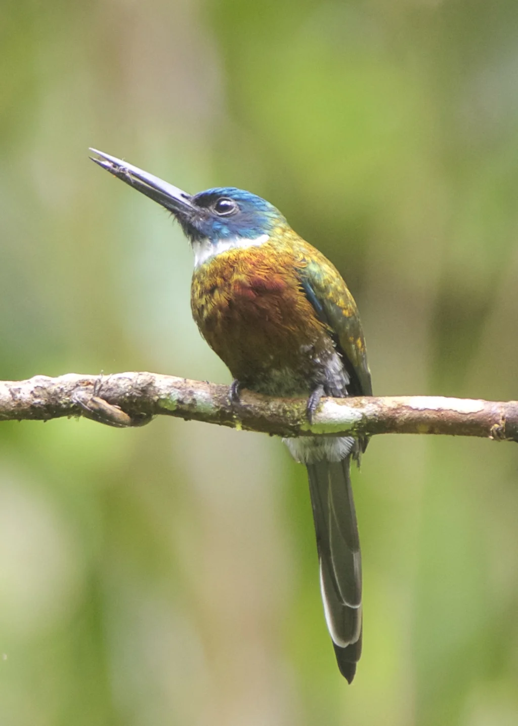紫鹟䴕(Galbula chalcothorax)