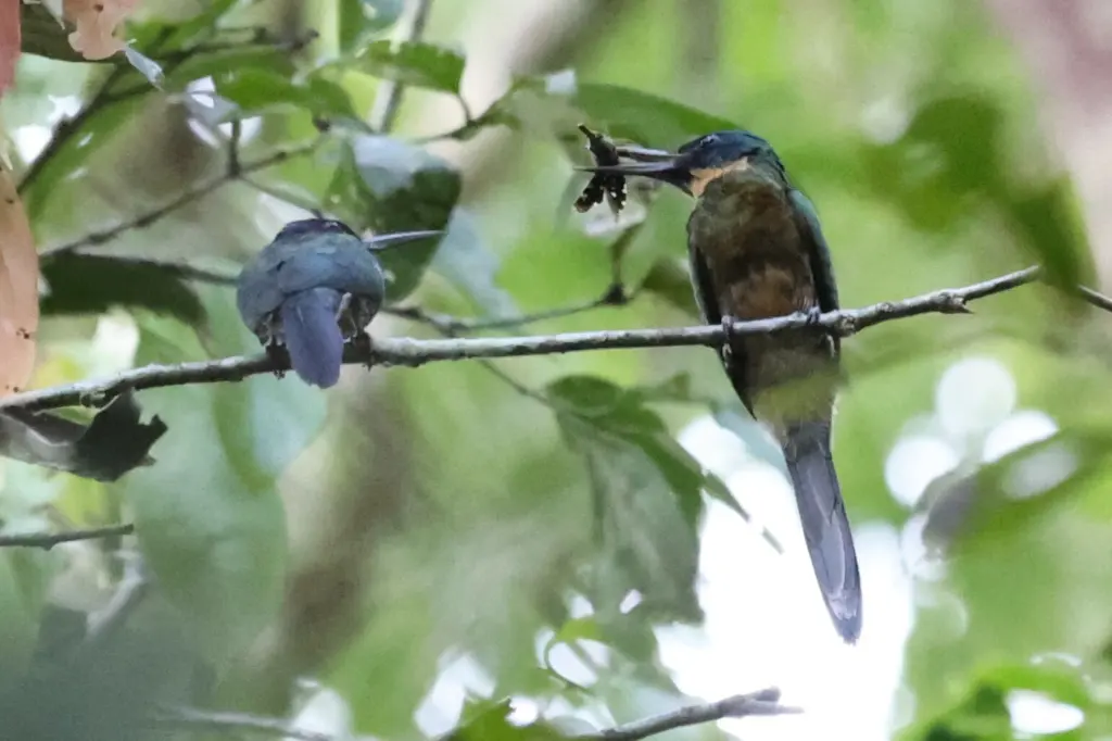 紫鹟䴕(Galbula chalcothorax)