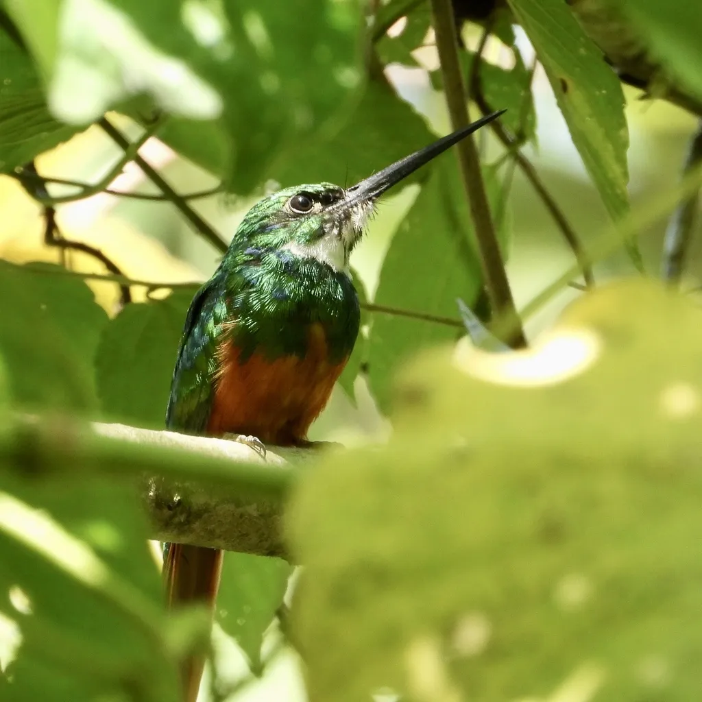 棕尾鹟䴕(Galbula ruficauda)