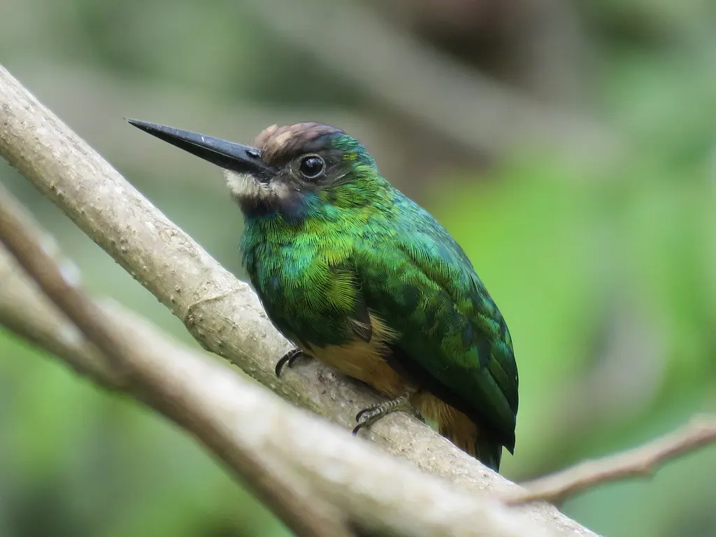 白颏鹟䴕(Galbula tombacea)