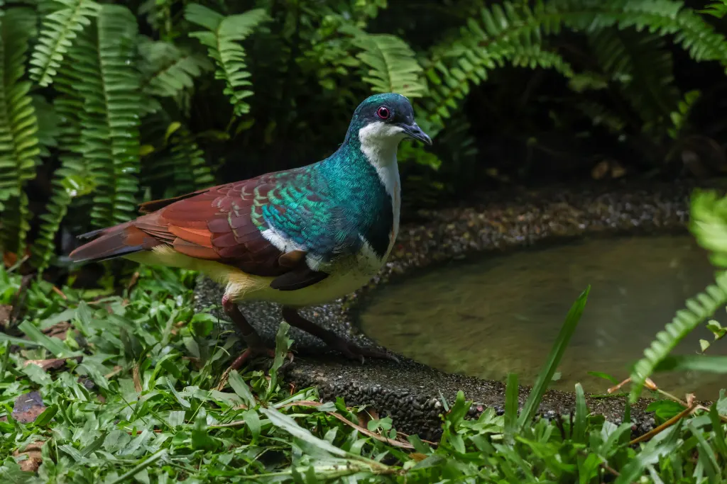 内格罗斯鸡鸠(Gallicolumba keayi)