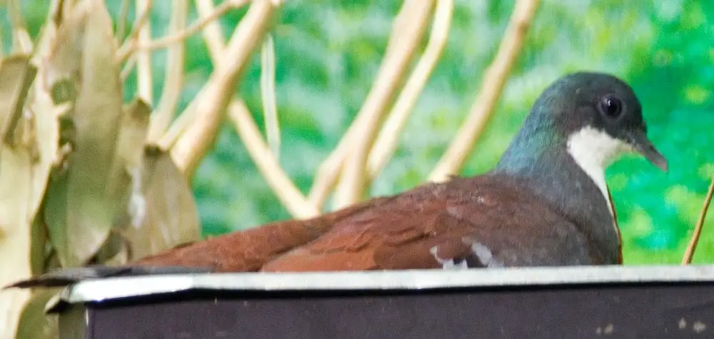 吕宋鸡鸠(Gallicolumba luzonica)
