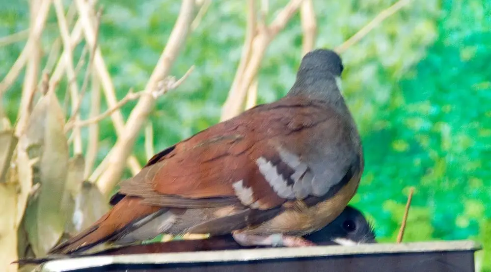 吕宋鸡鸠(Gallicolumba luzonica)