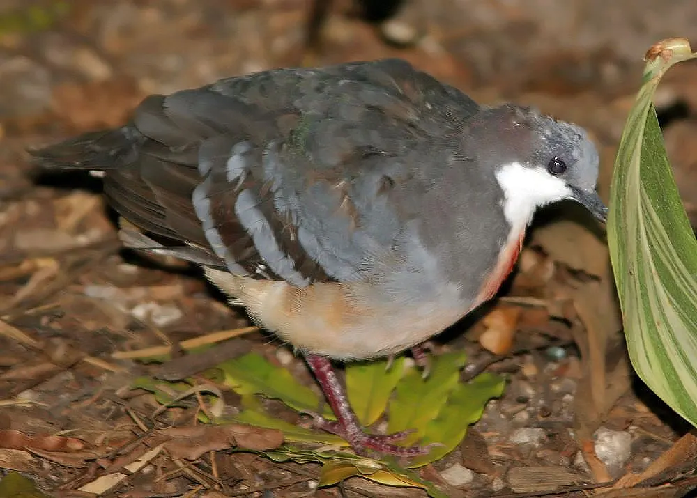 吕宋鸡鸠(Gallicolumba luzonica)