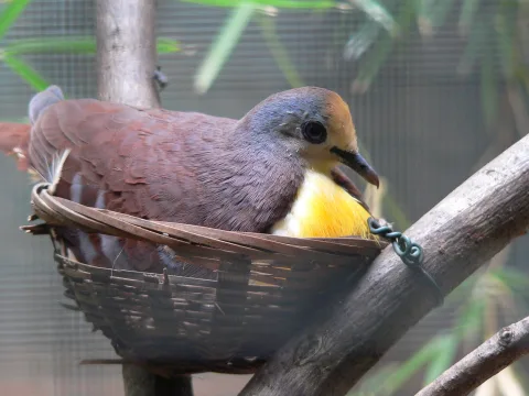 红喉鸡鸠