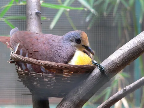 红喉鸡鸠