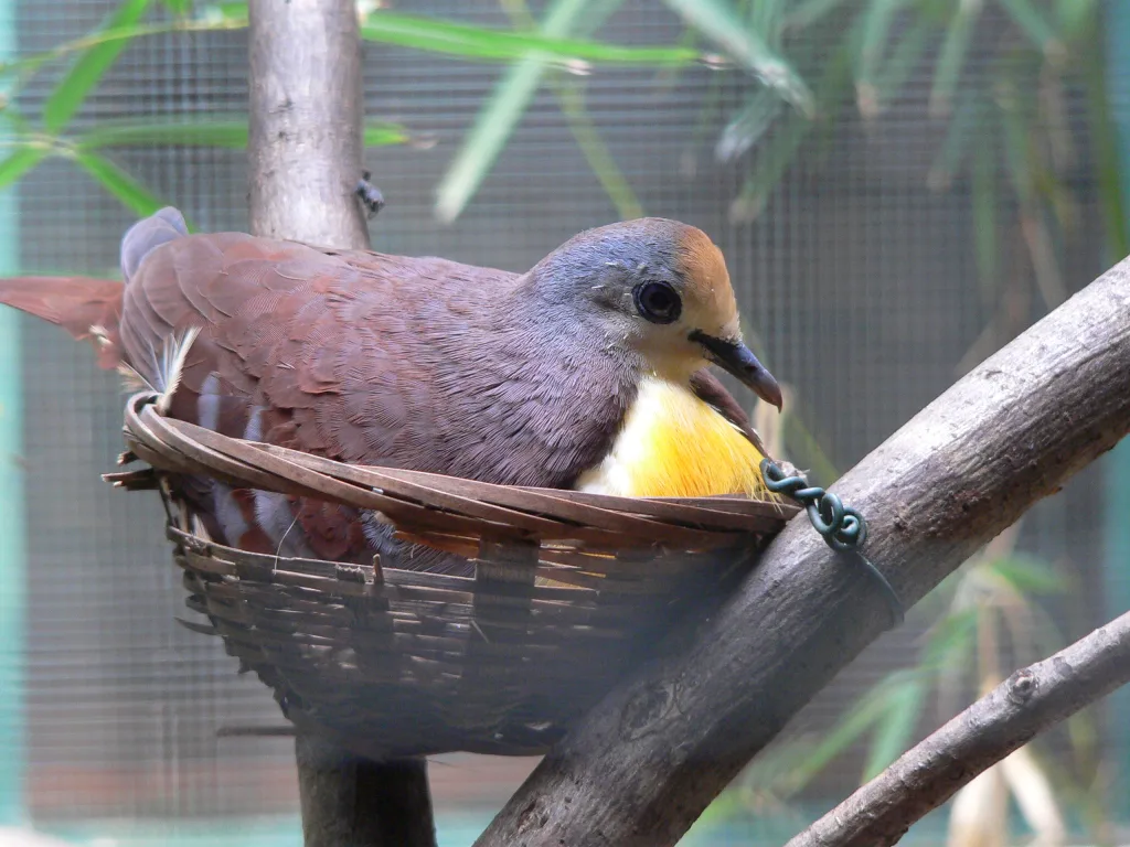 红喉鸡鸠(Gallicolumba rufigula)