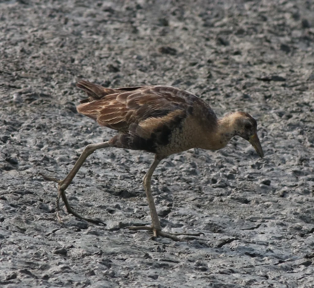 董鸡(Gallicrex cinerea)