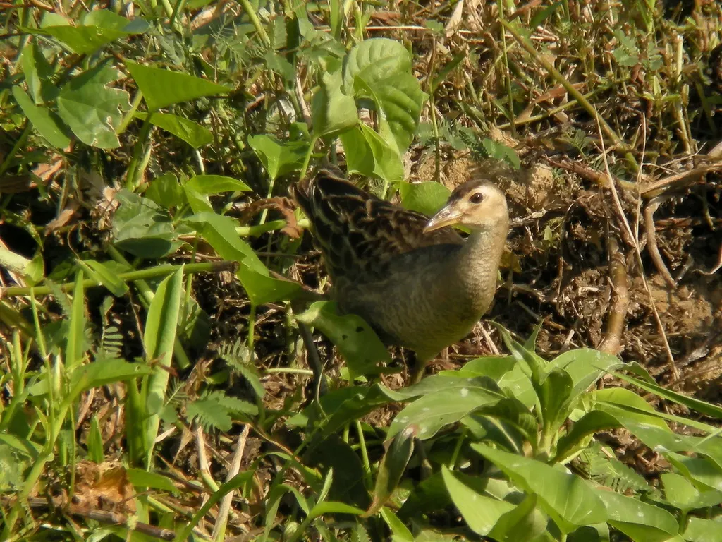 董鸡(Gallicrex cinerea)