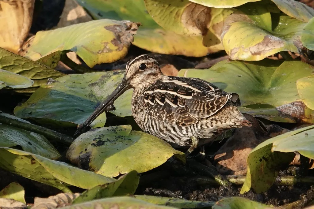 美洲沙锥(Gallinago delicata)