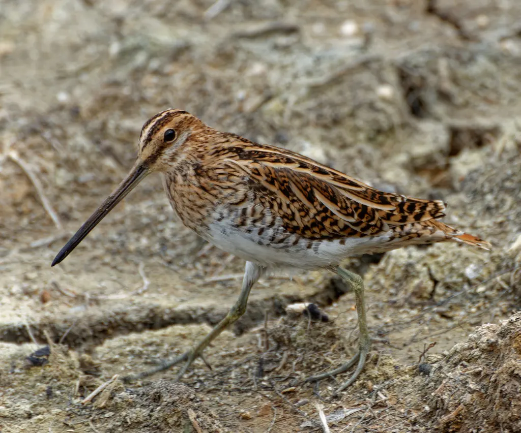 扇尾沙锥(Gallinago gallinago)