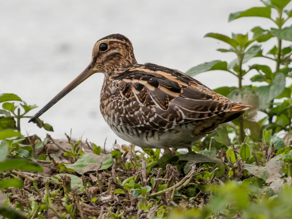 扇尾沙锥(Gallinago gallinago)