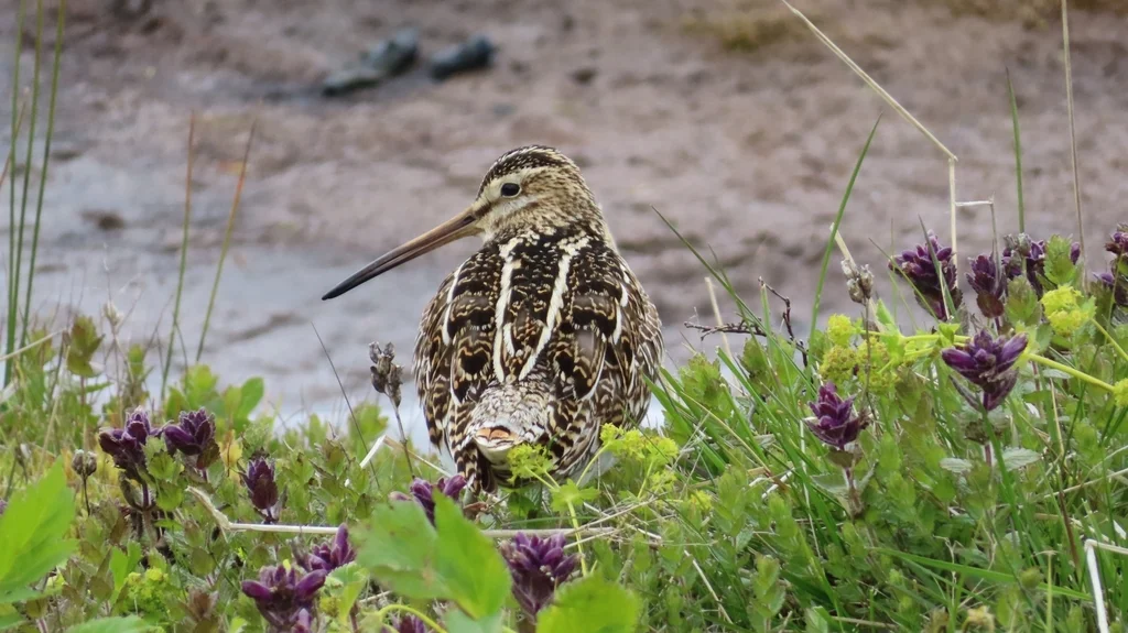 扇尾沙锥(Gallinago gallinago)
