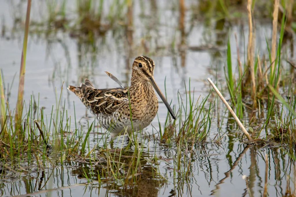 扇尾沙锥(Gallinago gallinago)