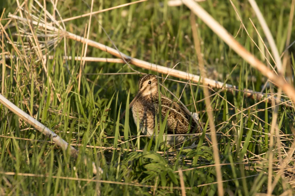 扇尾沙锥(Gallinago gallinago)