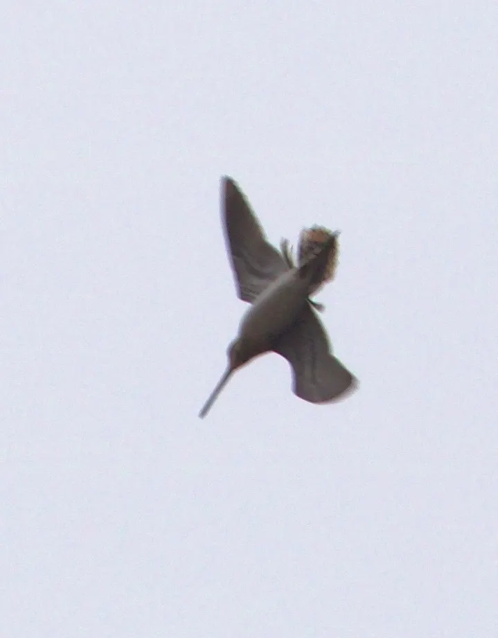 扇尾沙锥(Gallinago gallinago)