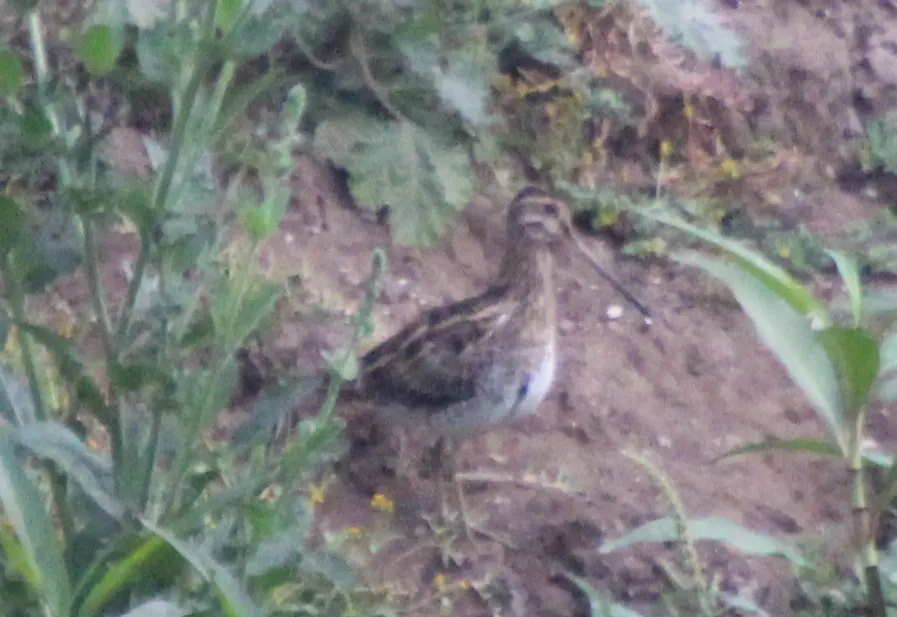 扇尾沙锥(Gallinago gallinago)