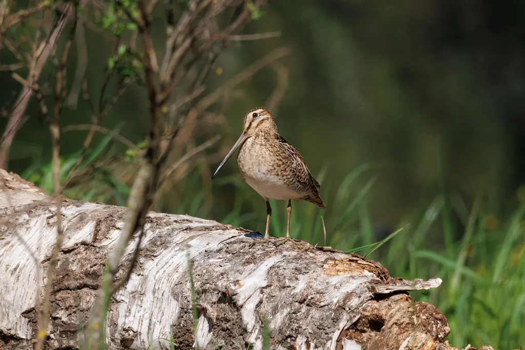 扇尾沙锥(Gallinago gallinago)