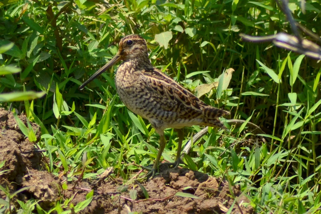 林沙锥(Gallinago nemoricola)