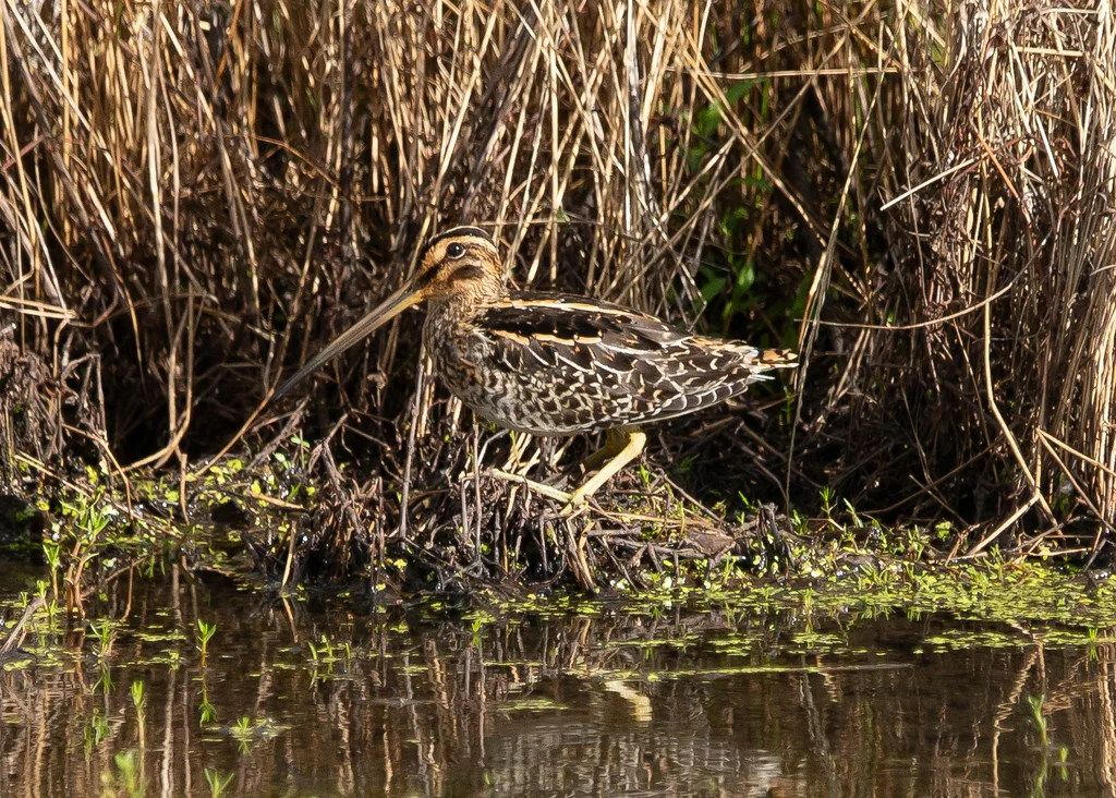 非洲沙锥(Gallinago nigripennis)