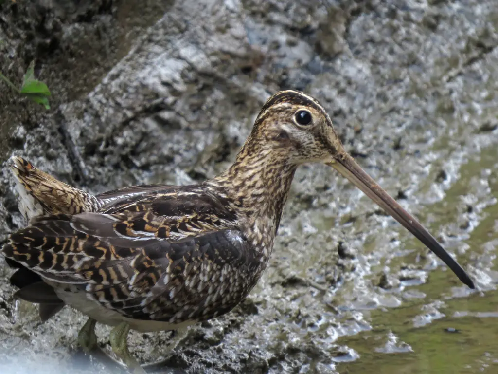 长嘴沙锥(Gallinago nobilis)