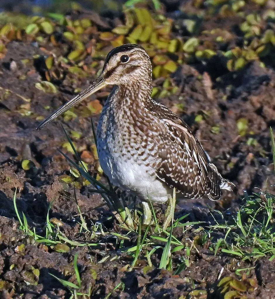 南美沙锥(Gallinago paraguaiae)